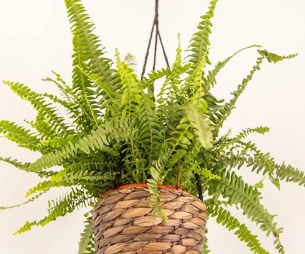 Gota Dagua Surf Camp - Costa Da Caparica, Lisbon Costa de Caparica